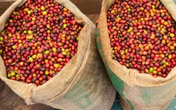 Giá nông sản hôm nay 5/4: Cà phê biến động trái chiều; tiêu giảm xuống dưới 80.000 đồng/kg; heo hơi tăng mạnh