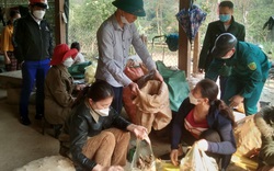 Nghệ An: Thương dân trồng gừng đến vụ thu hoạch không ai mua, chủ tịch xã viết tâm thư kêu cứu