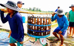 1 loài cá nuôi dày đặc ở miền Tây có cơ hội lớn xuất khẩu sang thị trường Anh