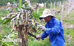 Người dân không nên vội vàng chặt bỏ thanh long