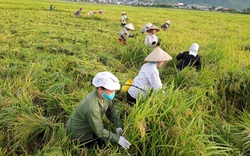 Cánh đồng Mường Tấc ở Sơn La, bình thường gạo đã ngon, nay trồng lúa hữu cơ gạo càng nổi tiếng