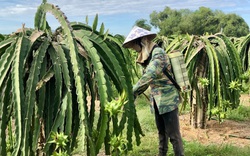 Giá thanh long tăng nhanh, nông dân Bình Thuận rầu rĩ vì chả còn quả nào bán