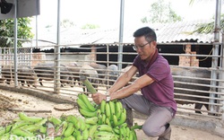Nuôi heo rừng lạ đời ở Đồng Nai, cho heo ăn trái cây, uống nước lọc, cả làng trầm trồ