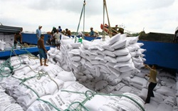 Thị trường giao dịch gạo tiếp tục trầm lắng đến bao giờ?