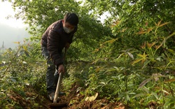 Rau sâm là rau gì, tưởng khó mà thực ra dễ trồng, nông dân Lào Cai hái ngọn bán, cứ 1 tuần lãi 1,5-2 triệu
