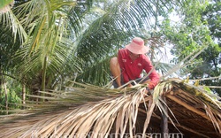 Loài cây gì ở miền Tây lá già lợp nhà, lá non làm cổng cưới, ra trái đặc sản ăn no bụng vẫn thòm thèm?