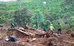 Lâm Đồng: Điều tra các băng nhóm chuyên phá rừng, sang nhượng đất lâm nghiệp trái phép
