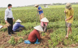 Trồng thứ cây thuốc ngoài đồng, đào lên toàn củ là củ, làng quê Thái Bình dân ra đồng tấp nập như đi hội