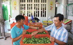 Trồng chanh không hạt đạt tiêu chuẩn toàn cầu, nông dân Đồng Tháp bán sang tận châu Âu