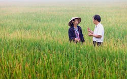 Bayer ra mắt giải pháp xử lý hạt giống mới giúp nhà nông chủng ngừa bệnh đạo ôn lá và tăng năng suất lúa