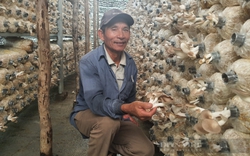 Đà Nẵng: Quỹ Hỗ trợ nông dân ngày càng phát huy vai trò điểm tựa cho nông dân