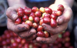 Giá nông sản hôm nay 10/5: Cà phê liên tiếp giảm kịch sàn, xuống thấp nhất trong 6 tháng qua; tiêu ổn định