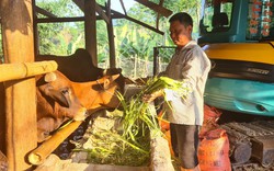 Sơn La: Nông dân nuôi bò gầy thành béo, thu trăm triệu mỗi năm 