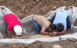 Cà Mau: Phát hiện xác cá voi nặng 200kg trôi dạt ở biển, ngư dân tổ chức chôn cất