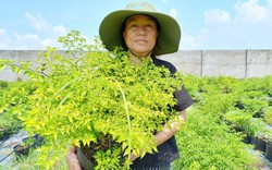 Trồng ớt đắt nhất thế giới như trồng cây cảnh, chị nông dân Sài Gòn bán mấy trăm ngàn một kg?