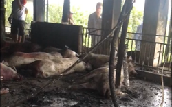 Thái Bình: Sét đánh chết cả đàn lợn 229 con ở một trang trại, thiệt hại 2,5 tỷ đồng