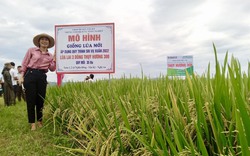 Giá phân, thuốc cho lúa tăng, làm cách này nông dân xứ Nghệ vẫn tiết kiệm được 15-20% chi phí