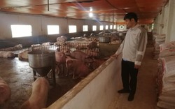 Thất bát nhiều lần với nghề nuôi lợn, vì sao anh nông dân Thái Nguyên "trụ" được đến bây giờ?