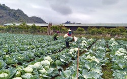 Nông dân Tây Bắc: Trồng rau bắp cải trái vụ giúp người Thái có thu nhập cao