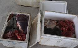 Phú Thọ: Nội tạng động vật đã hôi thối, biến sắc vẫn đem đi tiêu thụ