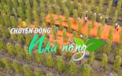 Chuyển động Nhà nông 14/5: Dư lượng thuốc BVTV ngáng đường xuất khẩu tiêu sang EU