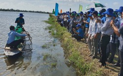 Kiên Giang: Thả tôm, cua, cá trê vàng vào ruộng lúa, bắt lên toàn con to béo, nhiều người kéo đến xem