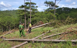 Hàng trăm cây thông 3 lá trong rừng phòng hộ ở TP.Đà Lạt bị cưa hạ ngổn ngang