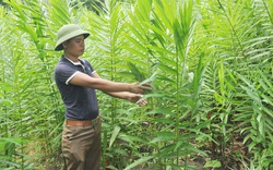 Trồng cây gừng núi, cây sả Java, cây màng tang đem nấu tinh dầu bán đắt tiền, nông dân Lào Cai khá lên