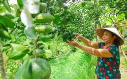 Đào ao nuôi cá, trên thả gà ngon, vịt to, trồng cây trĩu quả, nông dân Phú Ninh ở Quảng Nam khiến làng trù phú