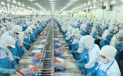 Doanh nghiệp Vĩnh Hoàn và Hùng Cá được phép xuất khẩu cá tra vào thị trường mới