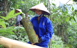 Vỏ của thứ cây trồng bạt ngàn ở Yên Bái, Lào Cai đang bán giá đắt nhất thế giới, cao hơn cả Trung Quốc