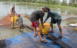 Giá cá tra giống giảm mạnh