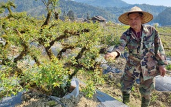 Trồng cây cảnh lạ ở Sa Pa, ông nông dân Lào Cai nói đây là hoa đẹp nhất trong “thập đại danh hoa”