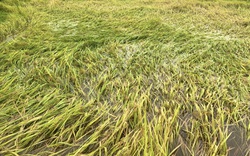 Hàng nghìn ha lúa ngã rạp do mưa to gió lớn ở Quảng Bình