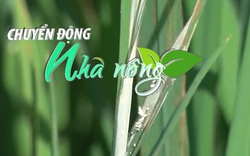 Chuyển động Nhà nông 20/5: Đạo ôn cổ bông hoành hành tại Hà Tĩnh, người dân “trồng lúa gặt rơm”