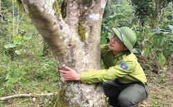 Cây "chè đu đưa" mọc trong Vườn quốc gia Xuân Sơn ở Phú Thọ thực ra là giống chè gì?