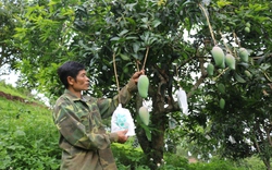 Huyện vùng cao Sơn La đẩy mạnh xúc tiến tiêu thụ nông sản