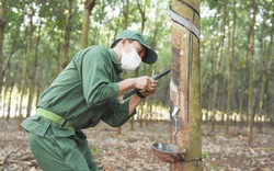 Trung Quốc đột ngột giảm mua một loại lâm sản của Việt Nam, chuyển sang mua của Lào