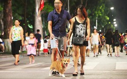 Dắt chó vào phố đi bộ Hồ Gươm, bị xử phạt bao nhiêu tiền?