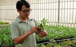 Thầy giáo dạy Hóa ở Bình Phước nhân giống hoa lan đột biến bằng gieo hạt, bình dân hóa loài hoa tiền tỷ