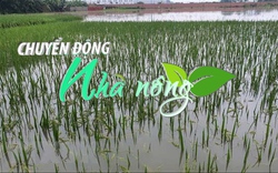 Chuyển động Nhà nông 24/5: Ruộng đồng nhiều nơi ngập nặng sau mưa lớn kéo dài