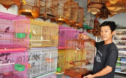 Nuôi thứ chim hay hót ở Bình Phước, thi tài mà rinh giải cao giá bán tăng lên đến mấy chục triệu đồng