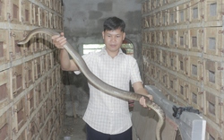 Chàng trai Thái Nguyên xây chuồng nuôi rắn, có cả đàn rắn độc to bự nhìn phát khiếp