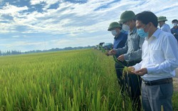 Quảng Bình: Hiệu quả từ chuỗi liên kết sản xuất lúa theo hướng hữu cơ trên "cánh đồng hai huyện"