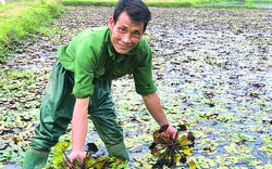 Cây gì ra hoa đậu quả mà lại gọi là củ, cứ phải có nước để "bơi" mới to và là đặc sản Phú Thọ?