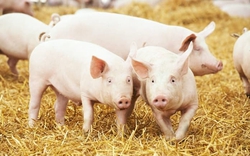Quy trình nuôi lợn công nghệ cao trong nhà máy