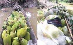 Giá mít Thái hôm nay 28/5: Bán 1 kg mít Thái, người dân lỗ bao nhiêu tiền?