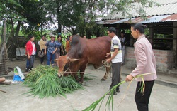 Quảng Ngãi: Giải ngân 500 triệu đồng Quỹ HTND thực hiện dự án nuôi bò lai sinh sản