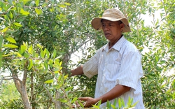 Tiên phong vào đảo Nhím trồng tràm lấy tinh dầu, ông nông dân Tây Ninh thu hàng trăm triệu mỗi năm