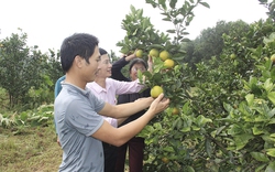 Nông dân Hà Tĩnh khấm khá nhờ mô hình nuôi cá, trồng cây ăn quả, vốn đầu tư thì vay ở ngân hàng này